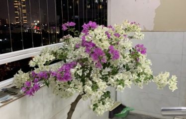 Bán Căn Hộ Chung Cư N04 Trần Quý Kiên, Nghĩa Đô, Cầu Giấy